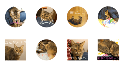 freedom cat sora