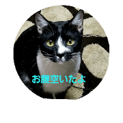 catcatcat299