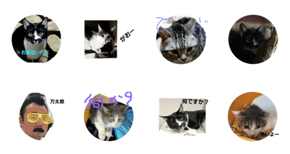 catcatcat299