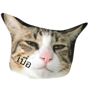 meowandfrnds