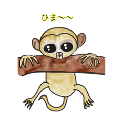 tarsier the little monkey 3