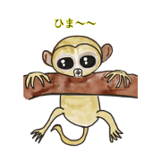 tarsier the little monkey 3
