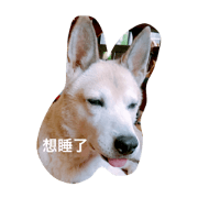 lazy dog lazy cat lazy kid