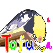 Exciting cockatiel Moving