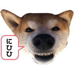 shiho_20220614213000