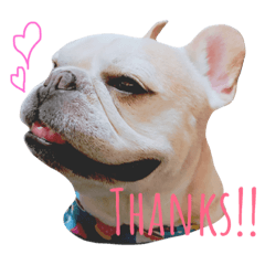French Bulldog ~kinako~