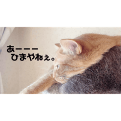 Yuka_cat
