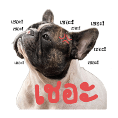 Moo_20220615124445