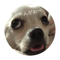 I  am  dog !