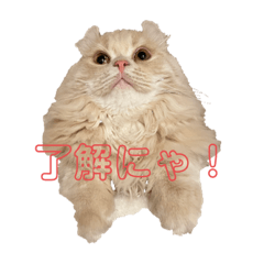 キンカローお