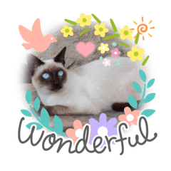 MeowMeow_20220615223217