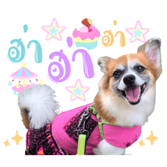 Little Dog Piakpoon