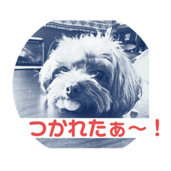まふたらあ