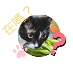 A happy everyday life