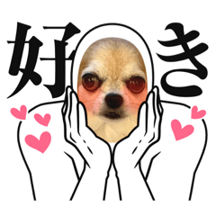 Cute chihuahua Pakuchii