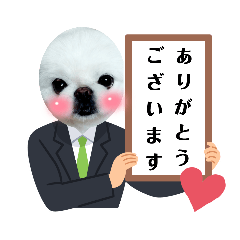 white pekingese 6