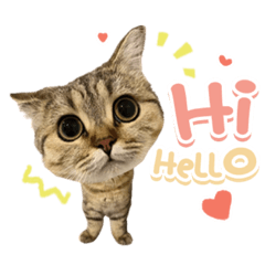 Muffin the Munchkin Cat