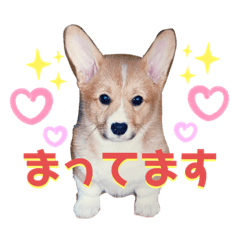 Welsh corgi & baby