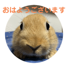 Rabbit_20220616205320