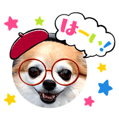 戴眼镜的吉娃娃