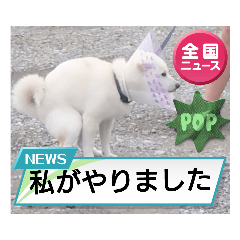 豆柴マメ太の日常2