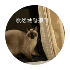 暹邏貓的日常貼圖—