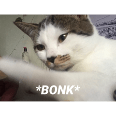 Sophie the Lontong Cat