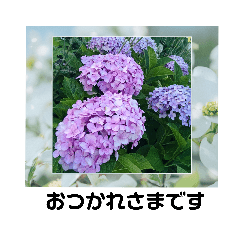 sakurako_20220617174506