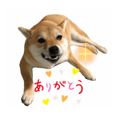 Shiba Inu Korona-chan