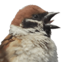 Sparrow without wording4-BIG