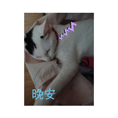 喵喵日常ε٩(๑> ₃ <)7з