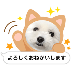 sammy kenta