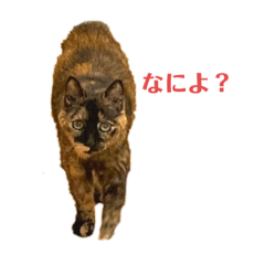 misa_20220617234600