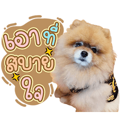 Butterthechubbydog