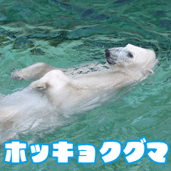 friends of the zoo(polar bear)