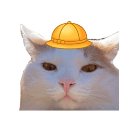 mimimimimimimimimimimimi