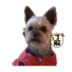 Ringo_20220618124607