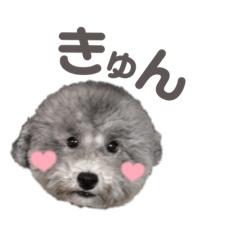 トイプードル Lineクリエイターズスタンプまとめ Stamplist トイプードル Lineクリエイターズスタンプまとめ Stamplist