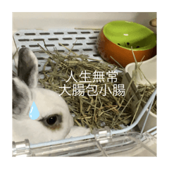 國家級秘密組織兔