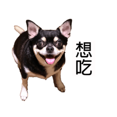 黑利x妞妞x招財x進寶 – LINE貼圖 | LINE STORE