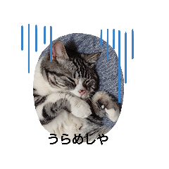 うちのスコ(etc)