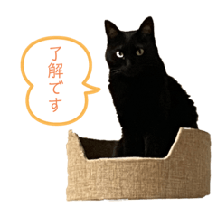 misa_20220619144110