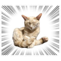 tomomi_20220619155224