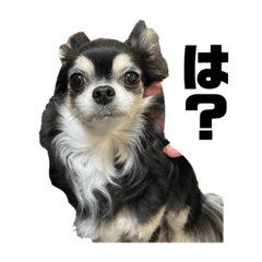 hiyori_20220619163744