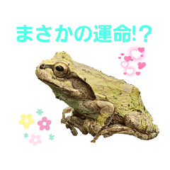 Wild frog3