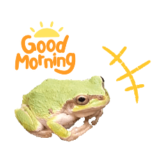 Wild frog4