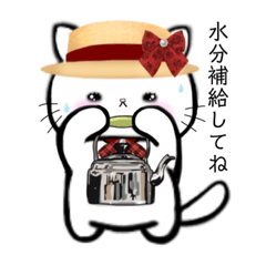 White cat Ai-chan summer