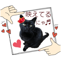 KNsan_My beloved cat's stickers 3rd