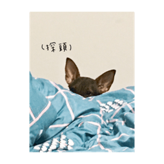 布妞的日常