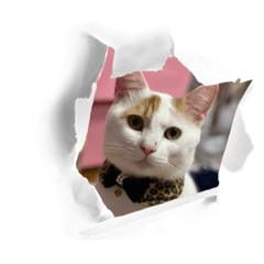 sayuri_20220620082824